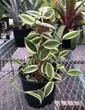 8" Orchid Vanilla Bean Super Variegated Pole